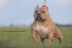 Everything You Need To Know About The Fastest Growing Dog Breed: The American Bully
