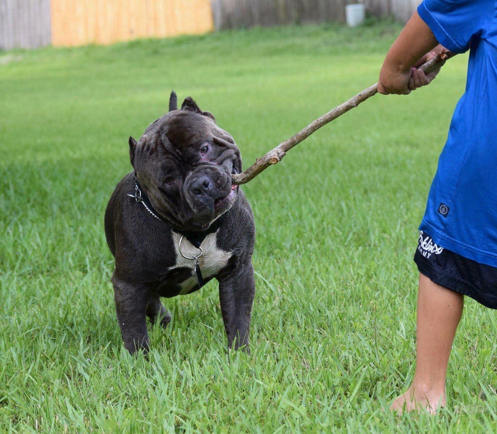 How The American Bully Breed Breed Saved My Life-BULLY KING Magazine