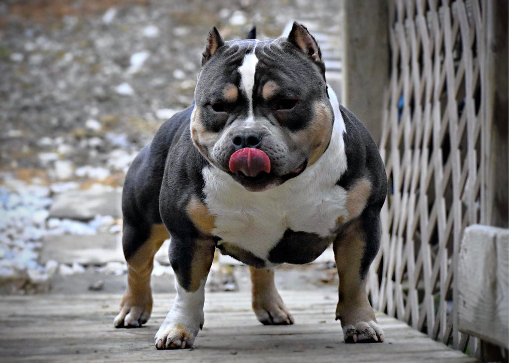 American Bully Stud Service, Deciding on a Stud, Progesterone Testing, AI’s, Best Breeding Days  to Preparing For A Litter