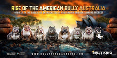 Rise Of The American Bully Australia