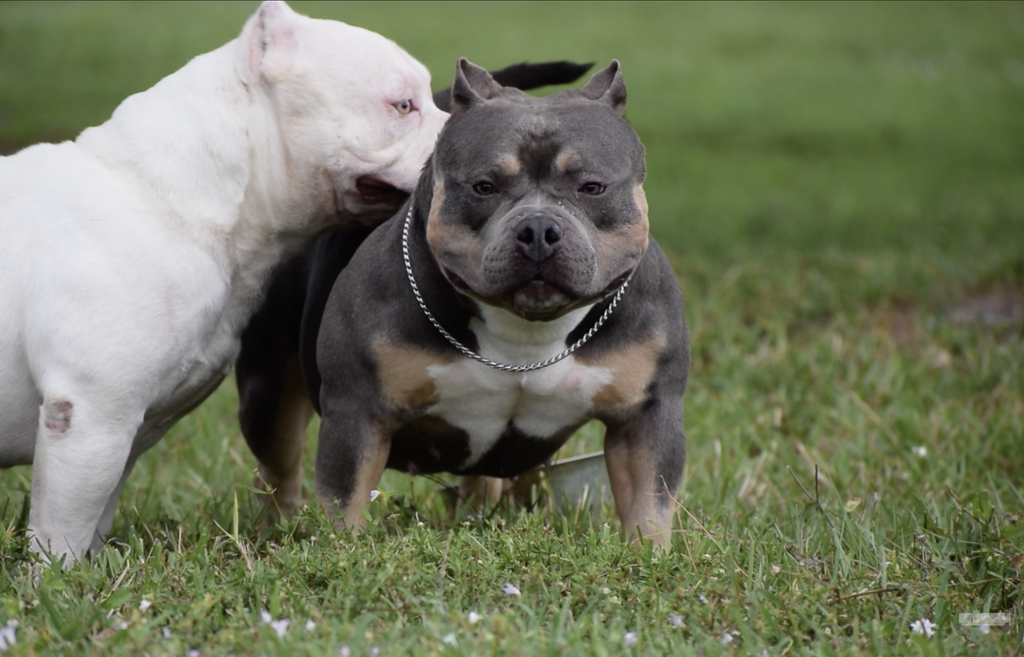 UNDERSTANDING PROGESTERONE TEST RESULTS & DETERMINING OPTIMAL BREEDING DAYS IN THE AMERICAN BULLY BREED-BULLY KING Magazine